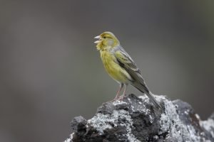 kanarengirlitz wild Kanarische Inseln