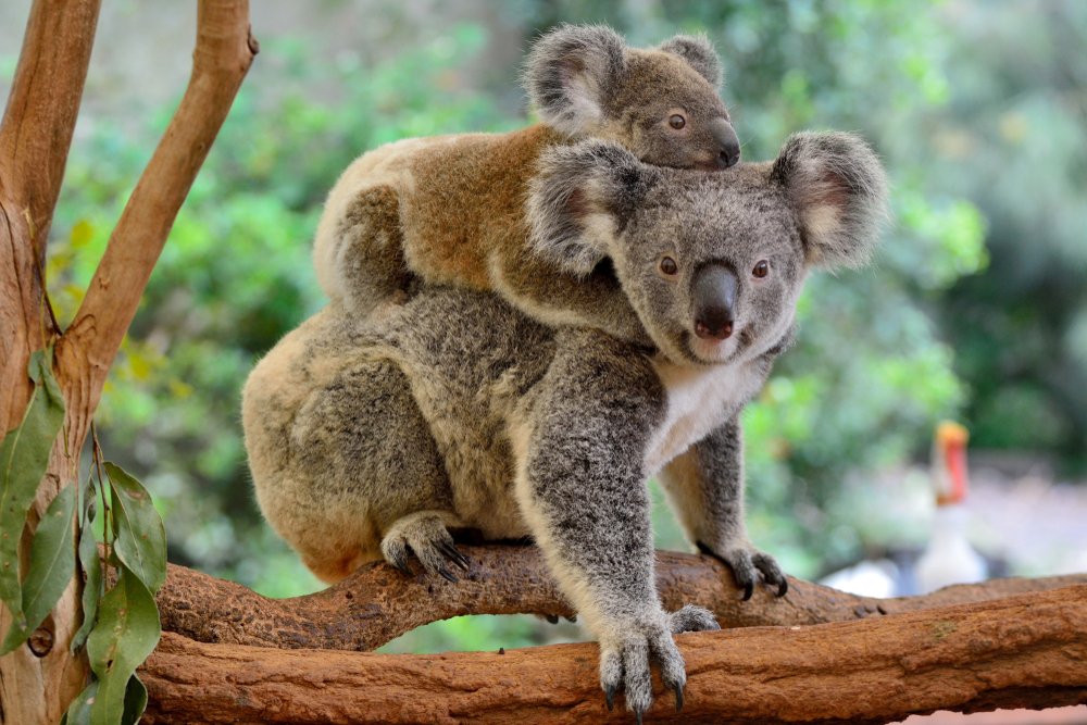 Koala Mutter mit Jungtier
