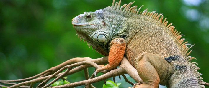 leguan-gross-maennchen