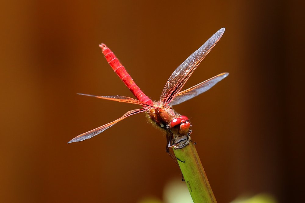 rote Libelle