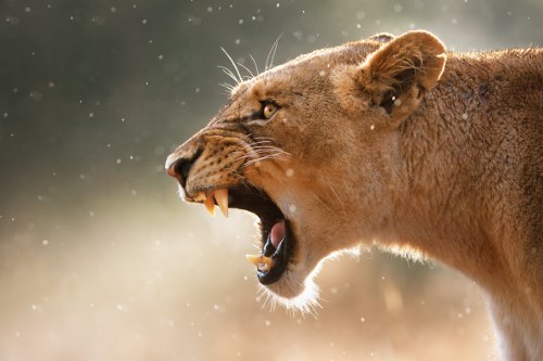 Löwe zeigt Zähne