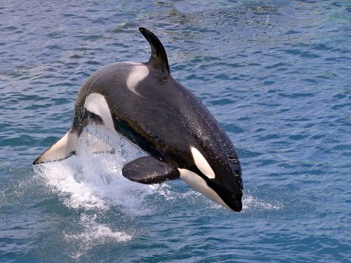 Orca springt aus Wasser