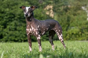 der urhund peruanischer inca hund