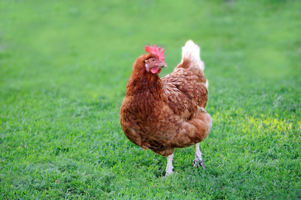 Huhn: Ein praktisches Haustier für den Garten - Das-Tierlexikon.de