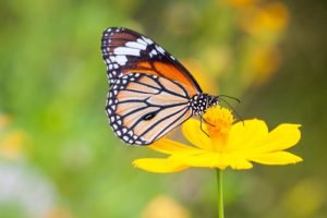 Schmetterling auf Blume