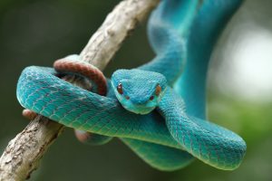 Blaue Viper