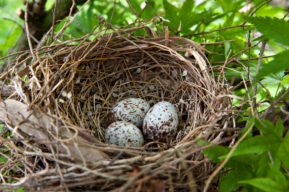 Vogeleier im Nest