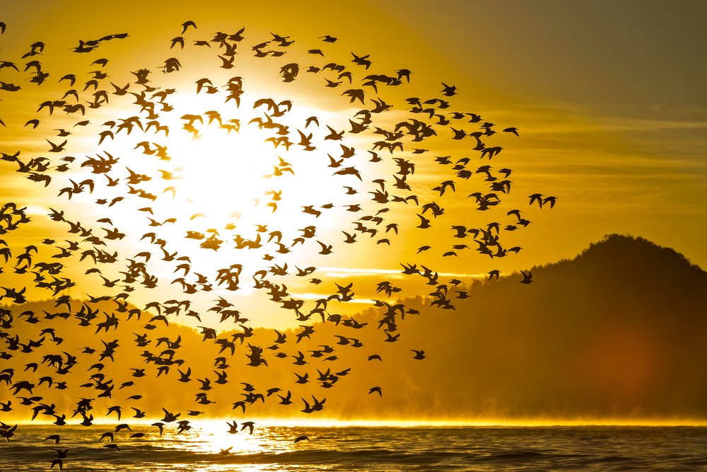Vogelschwarm vor Sonne
