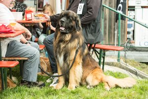 leonberger mit familie and bierzeltgarnitur im freien