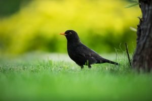 amsel in garten, der häufigste einheimische vögel