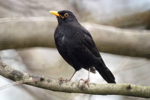 Amsel auf Ast