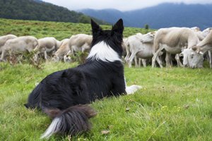 collie mit schafen auf wiese