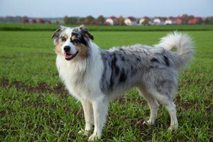 australian shepherd auf wiese