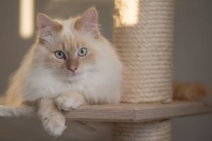 birma katze in cinnamon tabby point auf kratzbaum