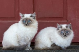 zwei birmakatzen unterschiedlicher größe vor roter tür