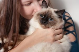 glückliche birma katze in den armen der besitzerin