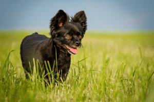 schwarzer chihuahua mischling auf wiese