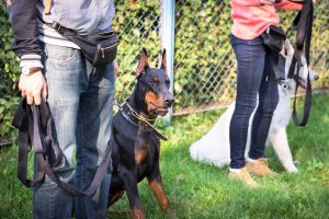 Dobermann