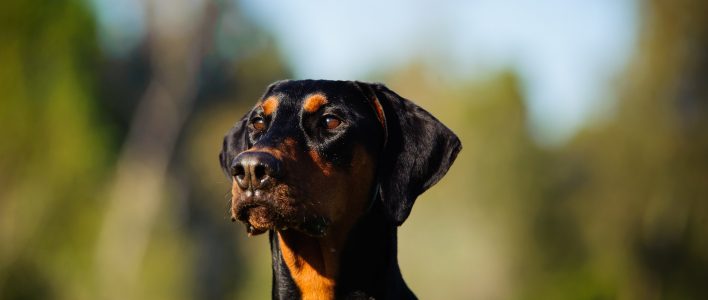 Dobermann