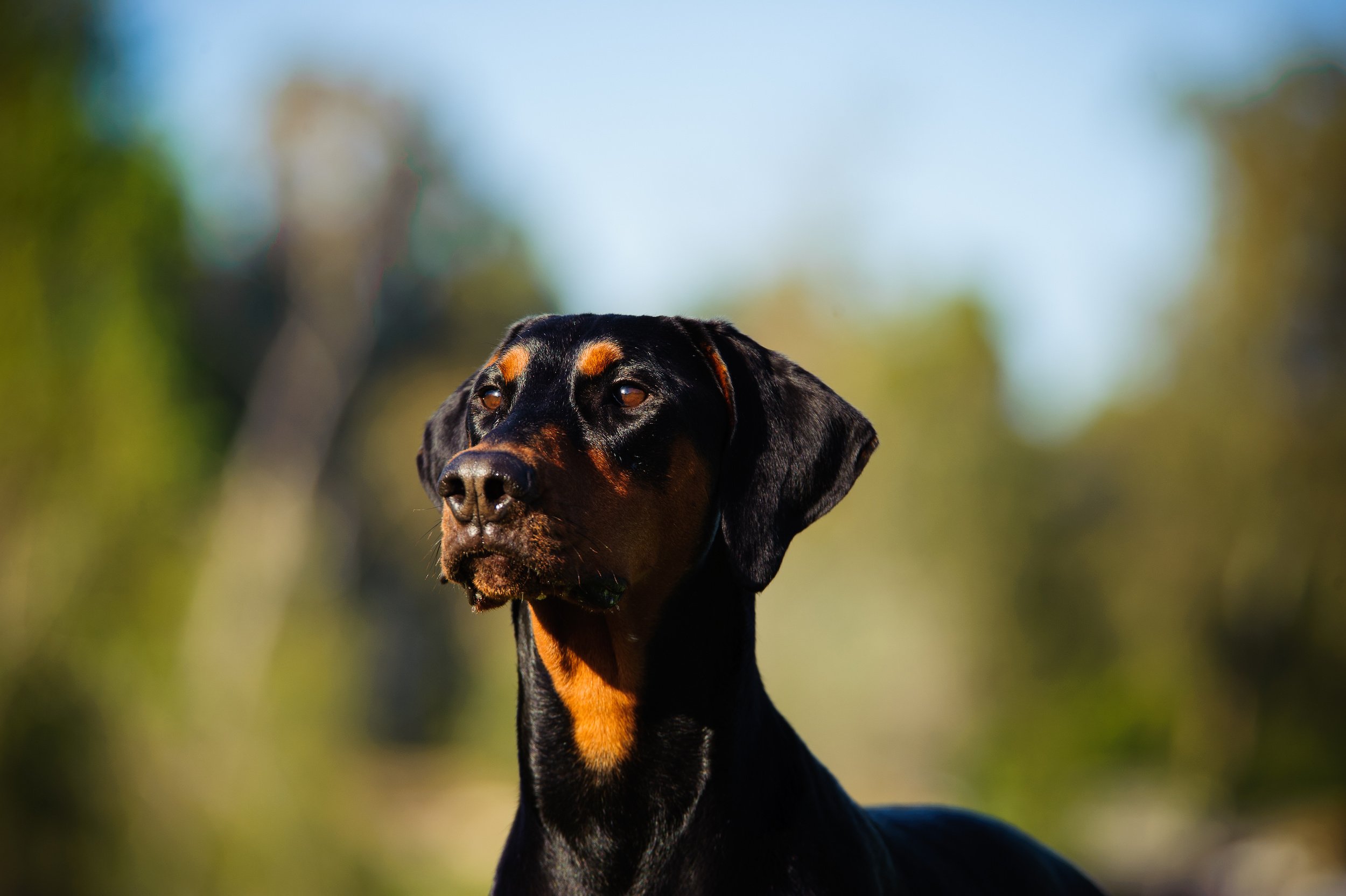 Dobermann