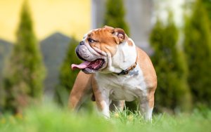 englische bulldogge im garten