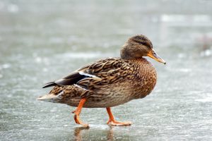 einheimische Vögel im winter: ente auf gefrorenem see