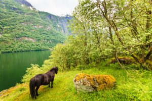 fjordpferd am ufer eines fjords