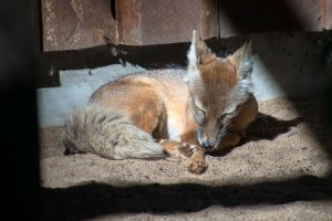 fuchs mit futter auf einem gnadenhof