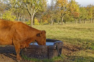 kuh trinkt wasser auf weide