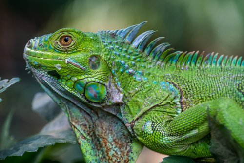 Grüner Leguan