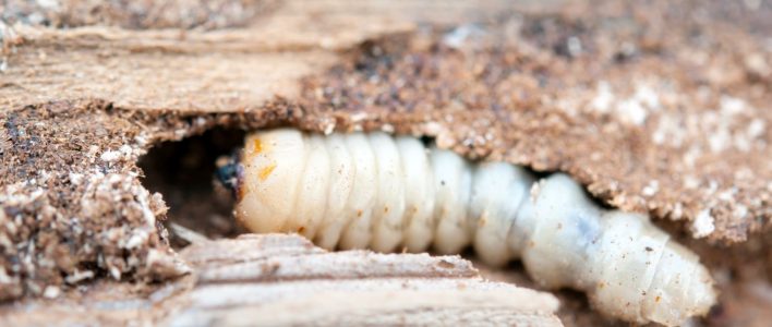 Holzwurm bekämpfen Holzwurmbekämpfung holzschädlinge