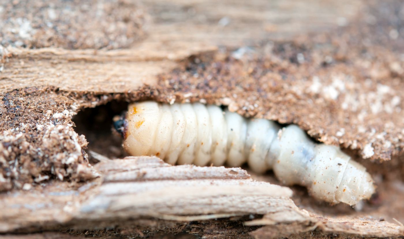 Holzwurm bekämpfen Holzwurmbekämpfung holzschädlinge