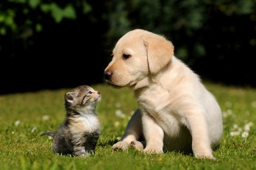 Hund und Katze auf der Wiese