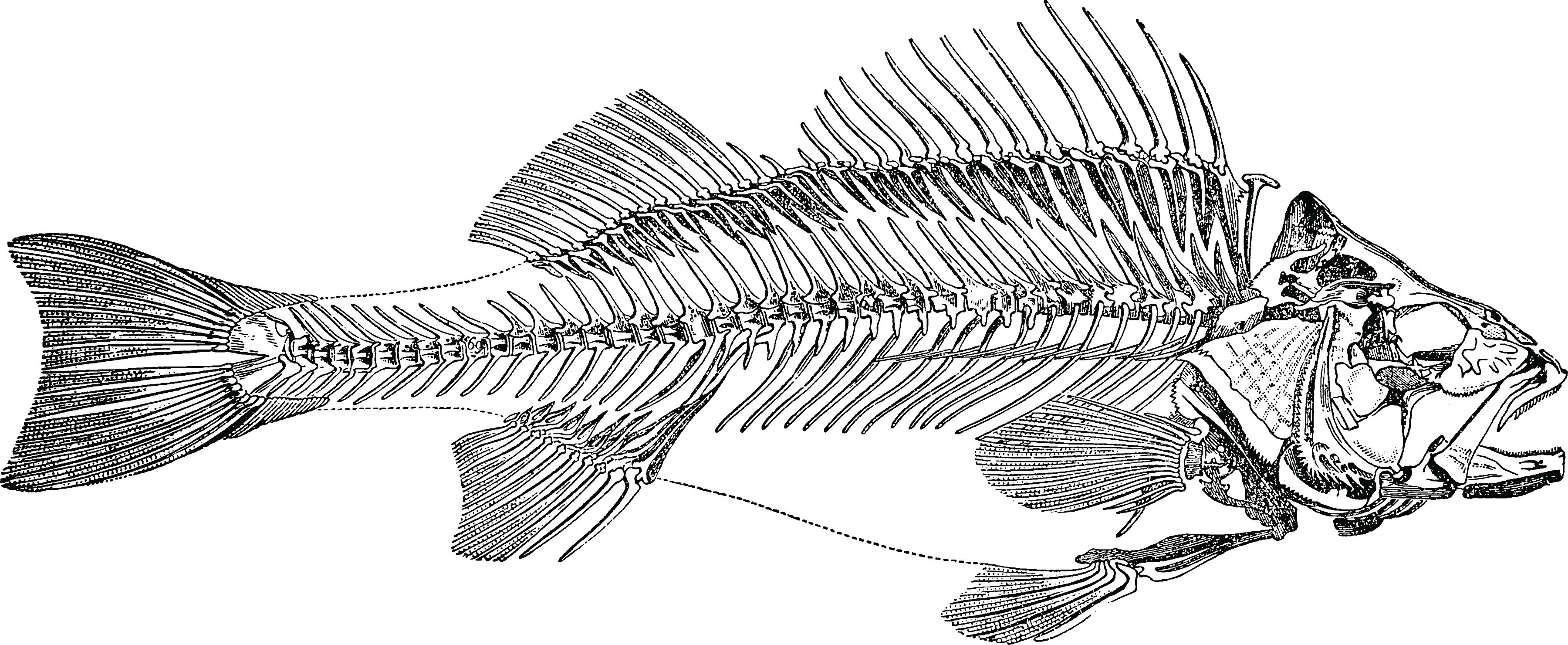 Knochenfisch Skelett
