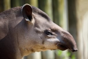 Tapir