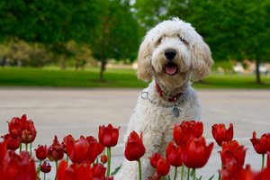 weißer labradoodle hinter roten rosen im park