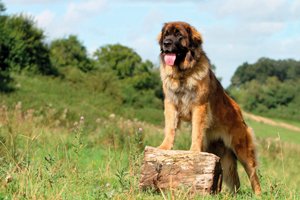 leonberger auf wiese