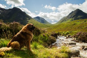 leonberger in berglandschaft vor fluss