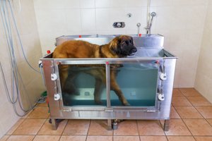 leonberger in hydrotherapie station