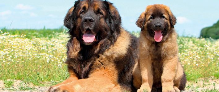 Leonberger mit Welpe