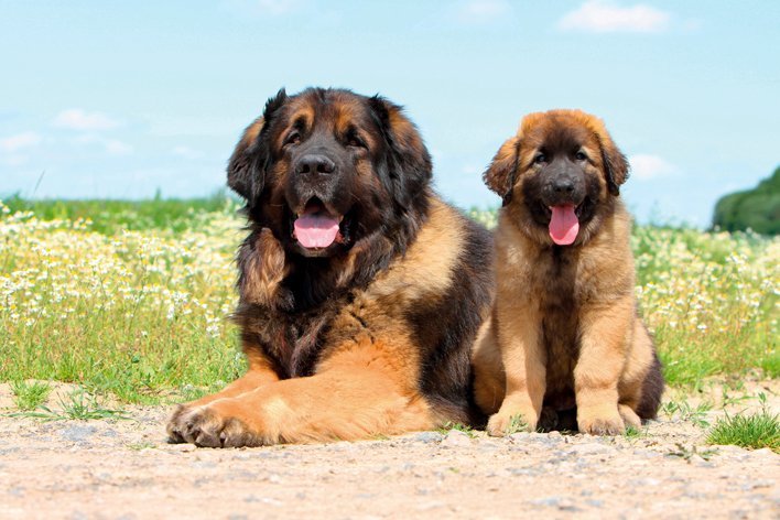 Leonberger mit Welpe