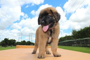 leonberger welpe mit wolkigem himmel im hintergrund