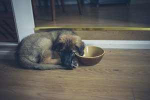 leonberger welpe neben futter schüssel