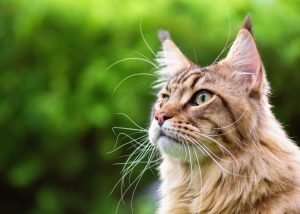 close up von hals und kopf einer maine coon