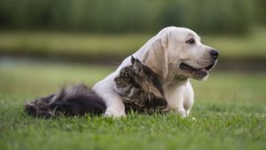 große maine coon katze mit weißem labrador