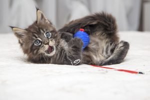 Maine Coon Katze Die Große Amerikanische Waldkatze Im Portrait