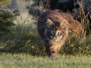 maine coon katze auf wiese