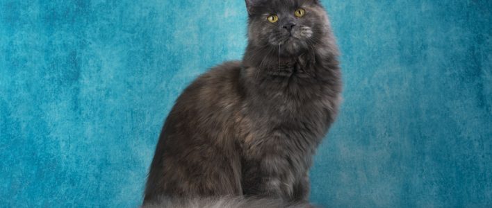 Maine Coon katze amerikanische waldkatze