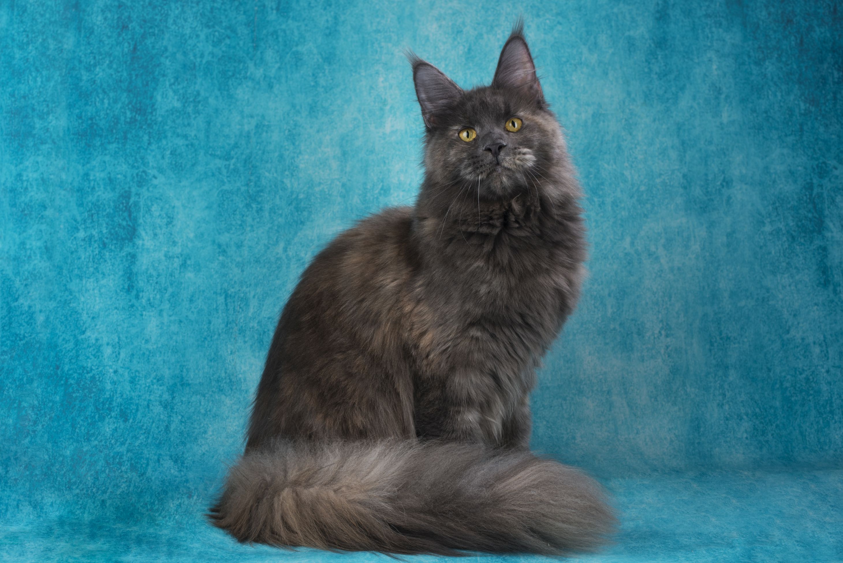 Maine Coon katze amerikanische waldkatze