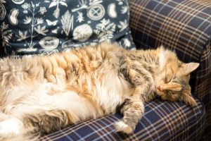 maine coon katze auf couch